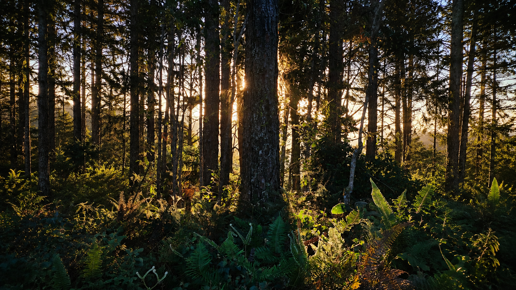 Floresta iluminada pelo sol entre as árvores
